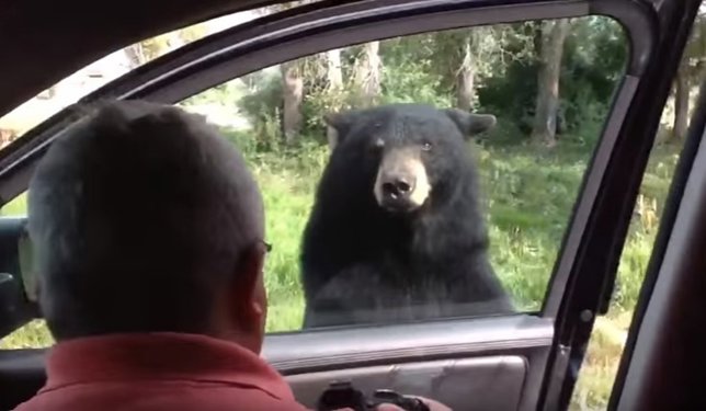 Un oso abre la puerta de un coche con una familia dentro