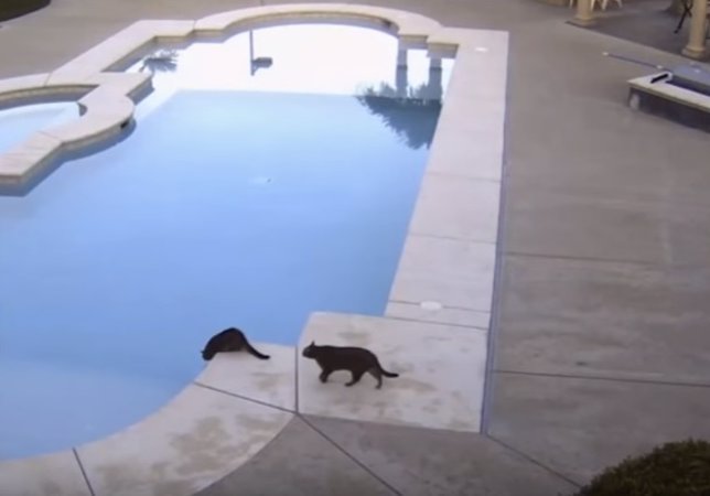 Un gato tira a la piscina a otro con un zarpazo