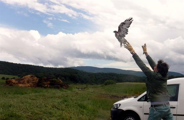 Soltados cinco cárabos contra la plaga de topillos del Pirineo navarro.