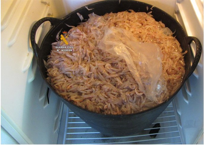 Pescado inmaduro intervenido en Málaga 