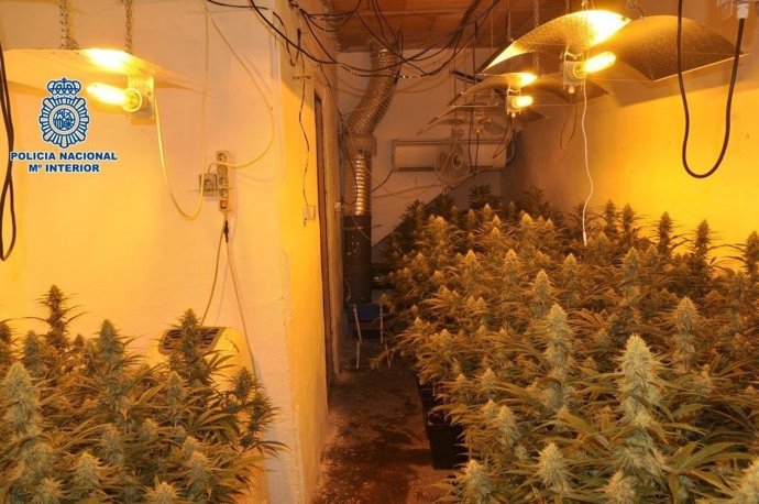 Droga intervenida por la Policía Nacional en Vélez-Málaga