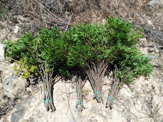 Ramos de lentisco incautados en Calaceite (Teruel)