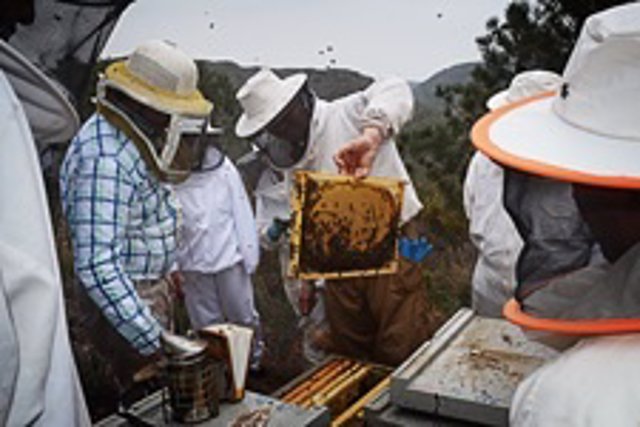Curso de apicultura 