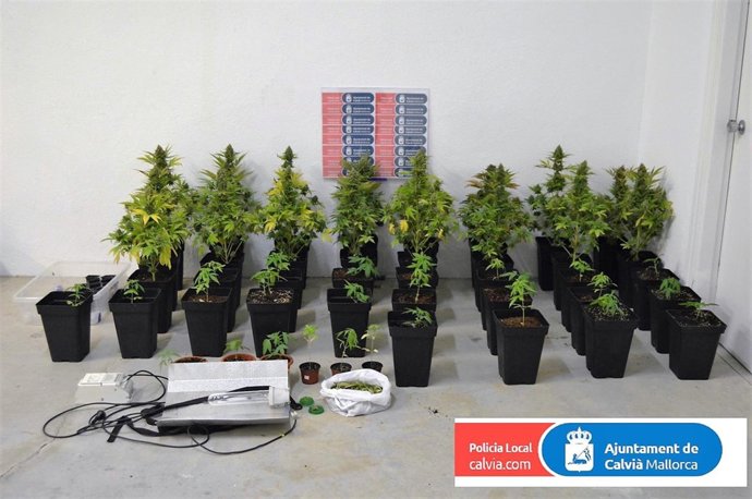 Plantación de marihuana encontrada en Calvià