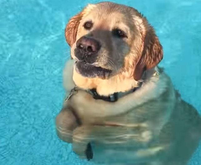 Perro anda en lugar de nadar en la piscina
