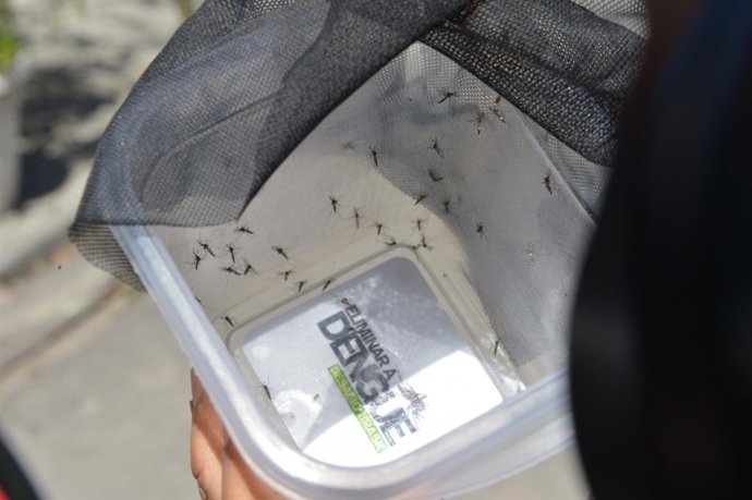 Mosquito aedes, zika, dengue