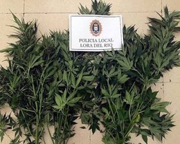 Marihuana intervenida.