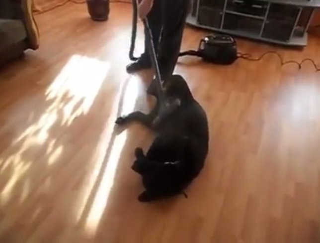 A este perro le gusta que le pasen la aspiradora