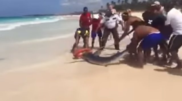 Un grupo de socorristas mata a un tiburón en Punta Cana para hacerse una foto