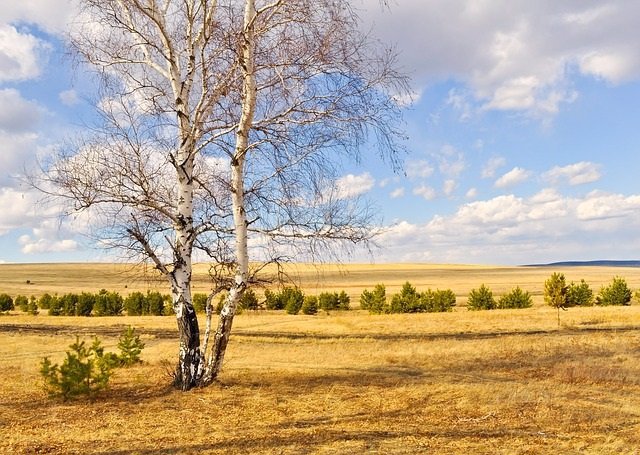 Dia soleado, campo,