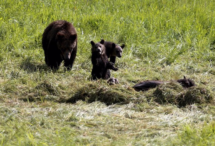 Una familia de osos grizzly