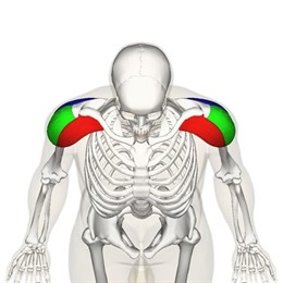 El volumen en 3D de la clavícula permite conocer el sexo