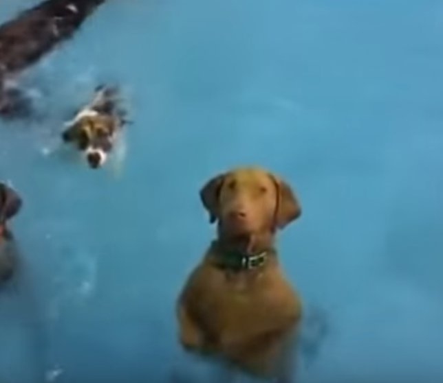 Beya permanece totalmente inmóvil en la piscina