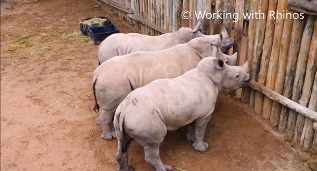 Rinocerontes llorando por más comida
