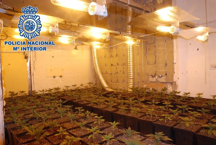 Plantas de marihuana encontradas 