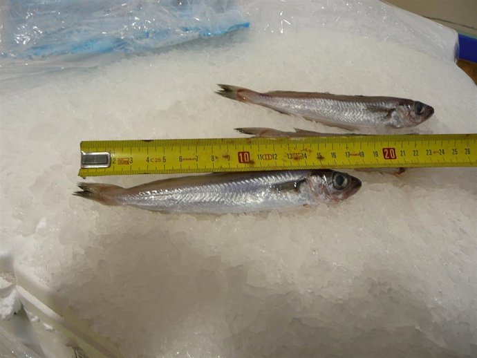 Ejemplares Intervenidos Por Pesca Ilegal En Lugo.