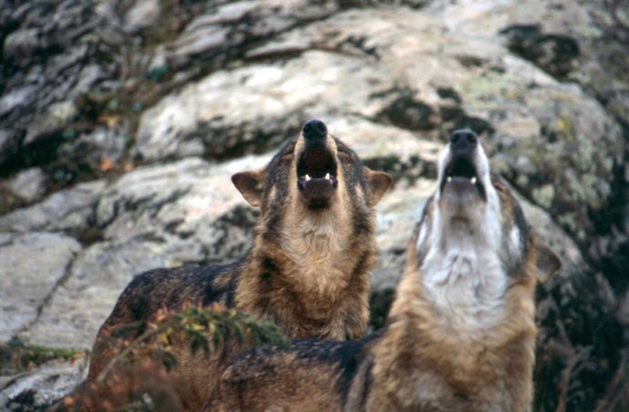 Dos ejemplares de lobo