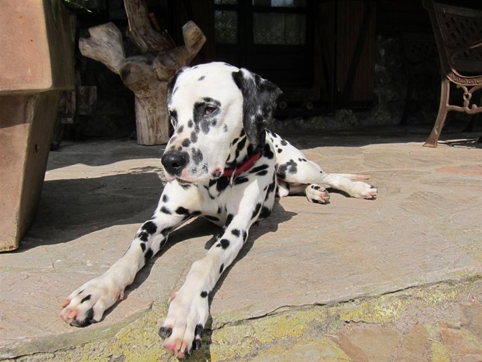 Perro dálmata