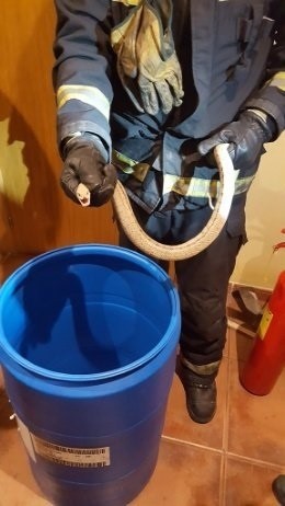 Bombero con la culebra recién capturada