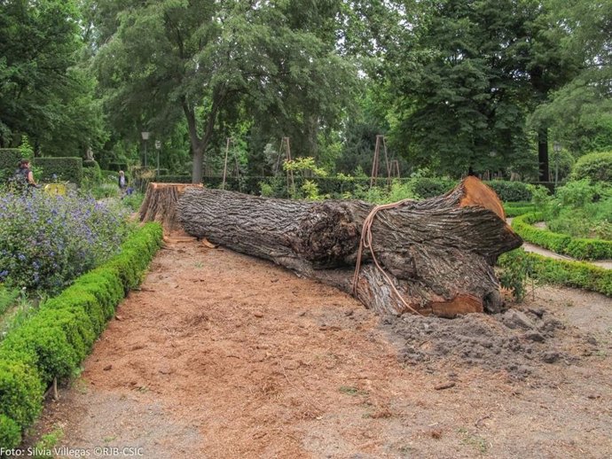 Olmo muerto por grafiosis en el Real Jardín Botánico de Madrid