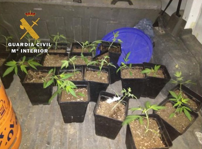 PLantas de Marihuana