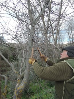 Podar árbol, podando árboles, podador, vida en el campo, trabajador en el campo
