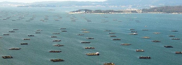 Bateas de cultivo de mejillón en las rías gallegas