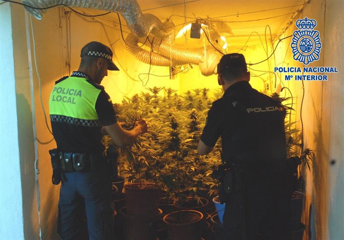 Detenidas dos personas con más de 140 plantas de marihuana 