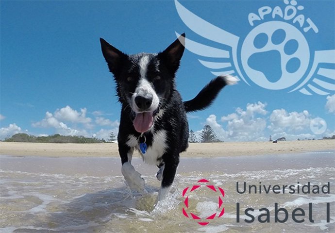 Universidad Isabel I y Apadat