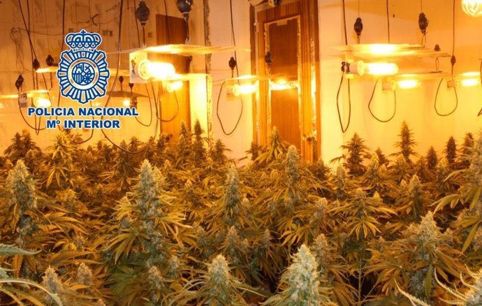 Plantación de marihuana desmantelada en Granada