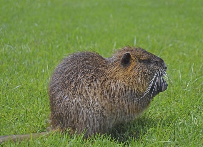 Ejemplar de coipo en Bioparc 