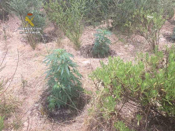 La Guardia Civil detiene a dos personas que cultivaban marihuana en Muro