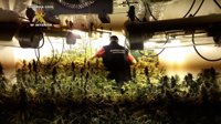 Descubierta una plantación de marihuana en un garaje de Utrera