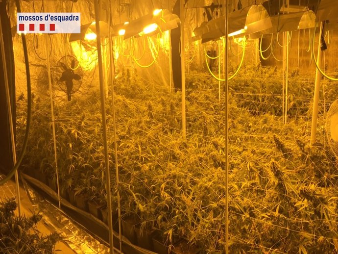 Plantación de marihuana desmantelada por los Mossos 