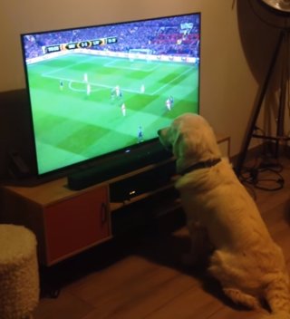 Perro concentrado viendo fútbol