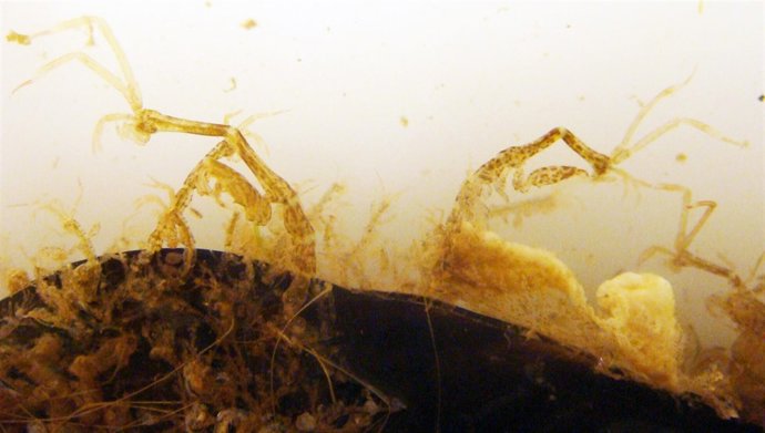 Los detritus en forma de heces de peces proporcionan alimento para caprélidos