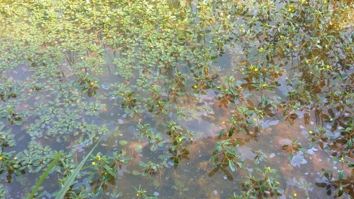 Planta  invasora 'Ludwigia peploides'