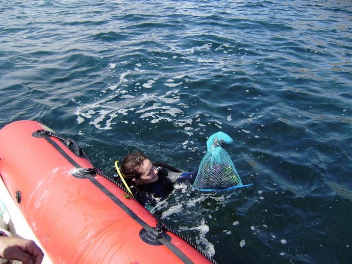 Una Suelta De Erizos De Mar