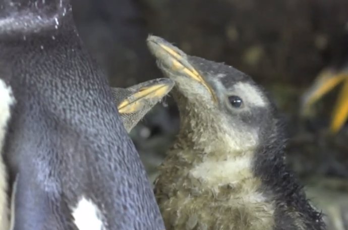 Nacen en el Oceanogràfic cinco pingüinos Juanito
