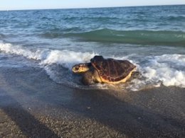 Tortuga marina rescatada en Castelldefels