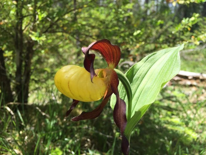 Orquídea zapatito de dama