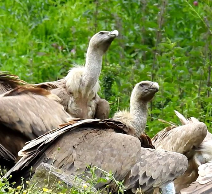Buitres en Asturias. 
