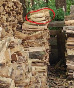 El gato está oculto entre la madera