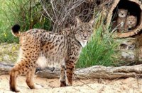 Localizados dos implicados en la desaparición de dos linces ibéricos en Huelva