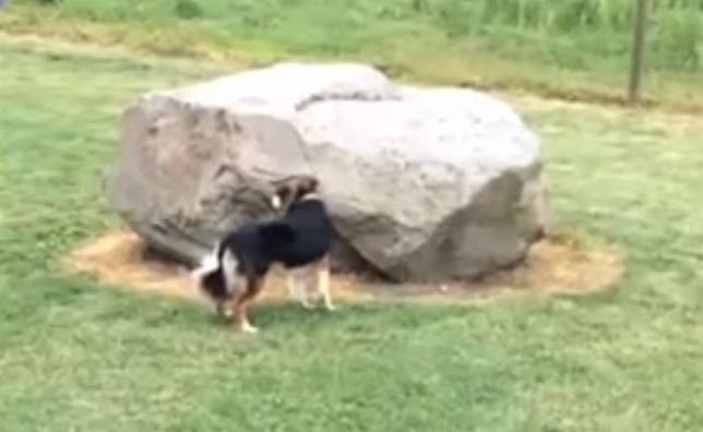 Divertida persecución entre un perro y un pato