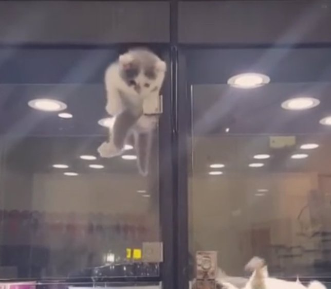 Un gato intenta escaparse de su jaula para reunirse con su amigo