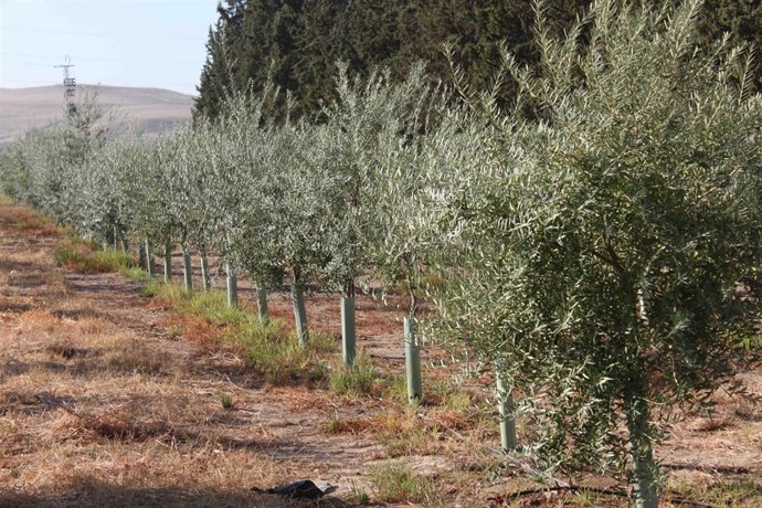 Genes del olivo relacionados al crecimiento influyen en mejorar la producción