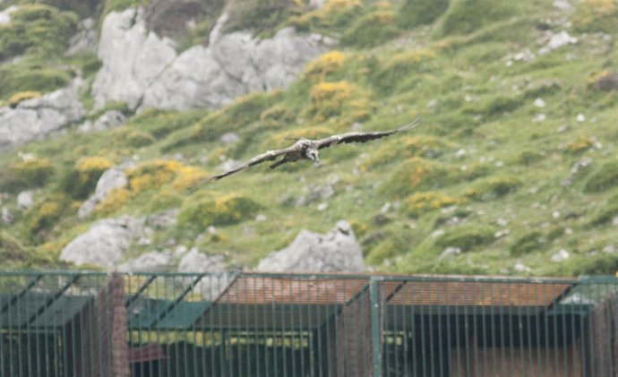 Quebrantahuesos ‘Atilano’( 2012) sobre la plataforma con los otros ejemplares 