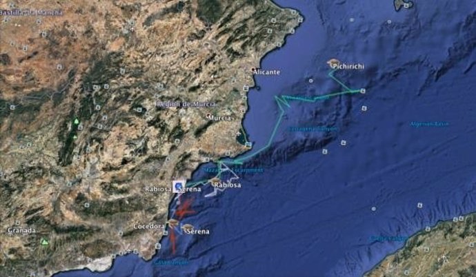 Ruta de tortugas boba liberadas en el Mediterráneo