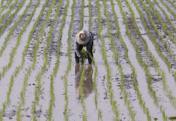 Un agricultor cultivando arroz en Tailandia